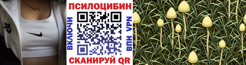 Псилоцибиновые грибы Psilocybine cubensis  дарнет шоп  shop состав  Фурманов 